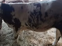 Cow, Simmental cattle — photo 3