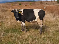 Cow, Russian Black pied cattle — photo 2
