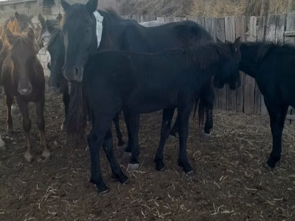 Horse (M), Horses