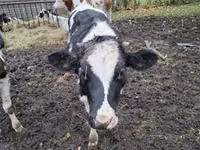 Lembu ternakan (lot, jantina tidak dinyatakan), Cattle — foto 4