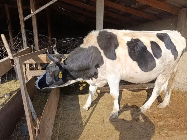 Cow, Holstein breed