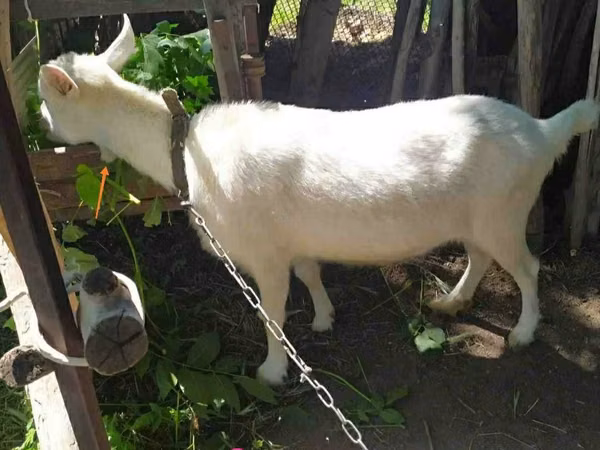 Goat, Saanen goat — Kazakhstan