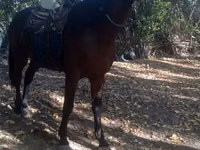 수말, Friesian sport horse — 사진 4