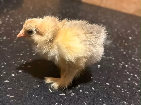 Brahma