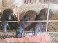 Kambing jantan, Sheep — foto 5