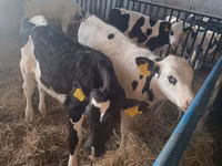 Boğa, Russian Black pied cattle — foto 3