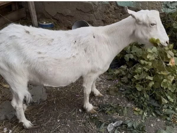 Goat, Goats — Kyrgyzstan