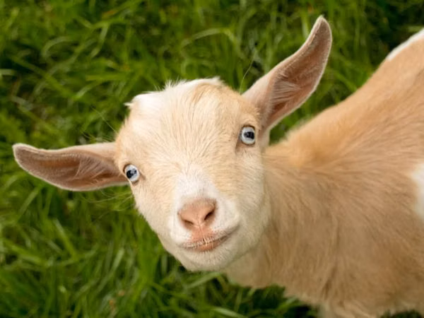 Sheep, Sheep — Moldova