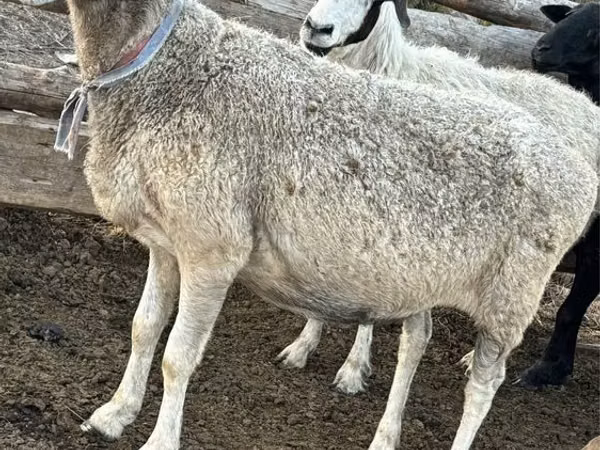 میش, گوسفند — قزاقستان