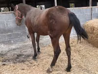 Mare, Thoroughbred horse — photo 4