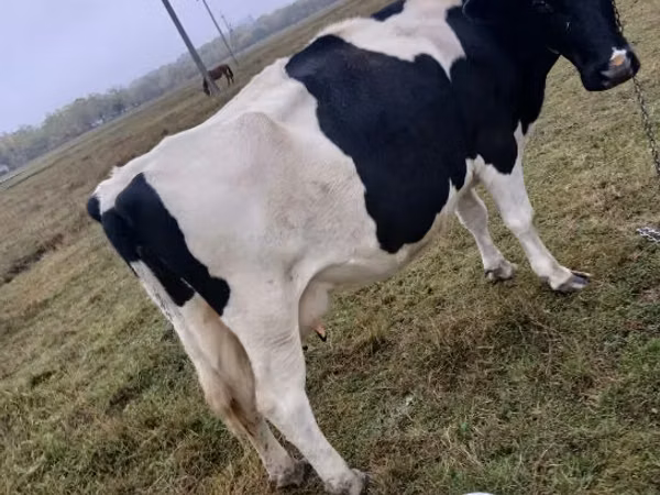 گاو ماده, Russian Black pied cattle