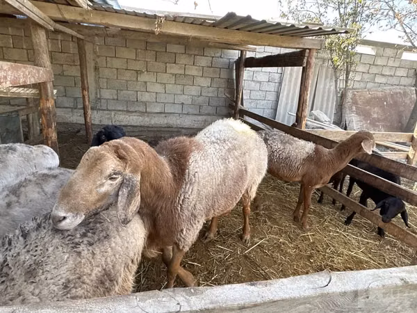 Carnero, Arashan sheep