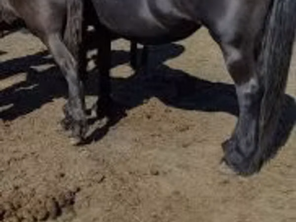 Mare, Friesian