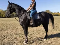 Άλογο, Nonius horse — φωτογραφία 2