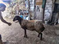 숫양, 양 — 사진 6