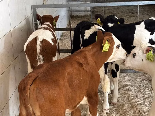 Toro, Bovini