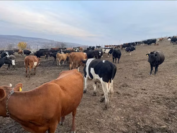 گاو نر, Russian Black pied cattle