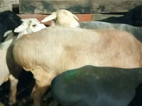 Խոյ, Hissar sheep — լուսանկար 6