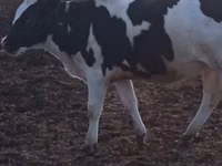 Bull, Holstein breed — photo 2