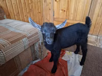 تيس, Kamori goats — الصورة 4