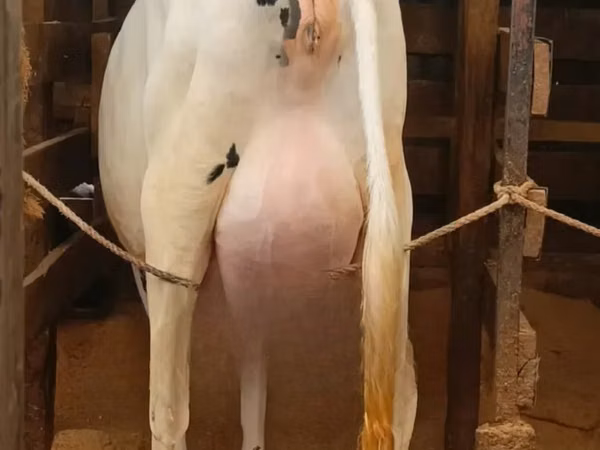 गाय, गोलस्टीन नस्ल