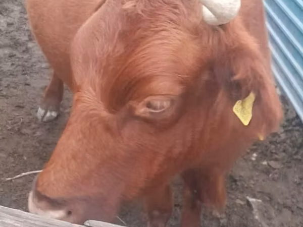 Гов, Latvian Blue cattle — Қазоқистон