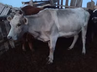 Vaca, Ganado vacuno — foto 2