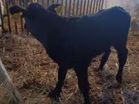Lembu betina, Limousin cow — foto 4