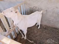 بز نر, Saanen goat — عکس 6