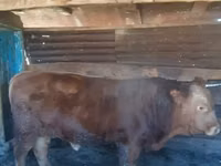 วัวตัวผู้, Simmental cattle — รูปภาพ 2