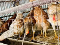 Shamo chickens — photo 7