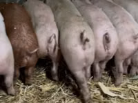 Babi betina — foto 1