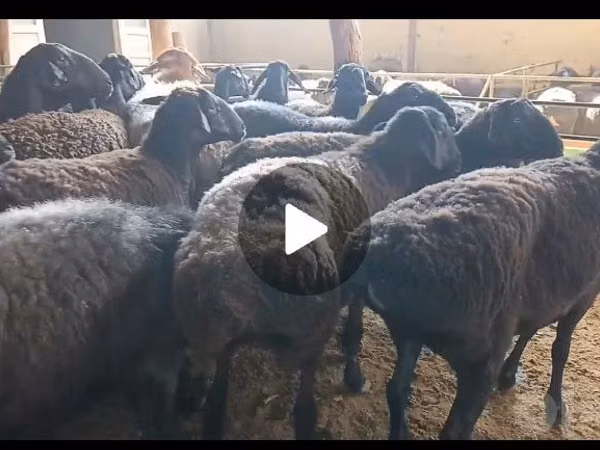 Biri-biri betina, Hissar sheep — Uzbekistan