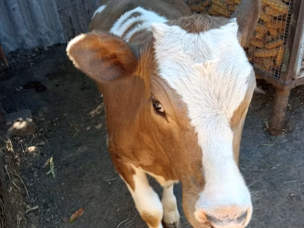 Cow, Simmental cattle — Moldova