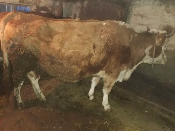 Cow, Simmental cattle — Kazakhstan