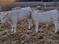 Byk, Charolais cattle — zdjęcie 7