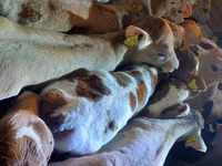 Бух, Simmental cattle — 2 зураг
