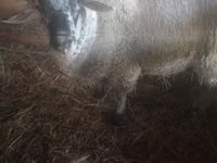 Kambing jantan, White Suffolk sheep — foto 2