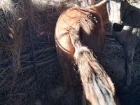 اسب نر, Kazakh horse — عکس 5