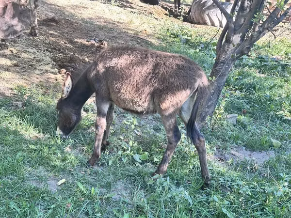 Horses (batch, sex not specified), Horses — Kyrgyzstan