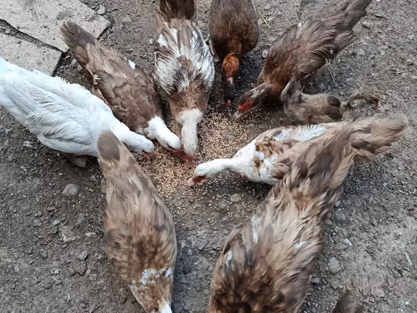Ducks — 阿塞拜疆