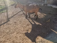 Goat, Goats — photo 1