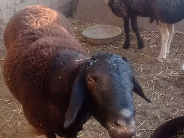 Ram, Sheep — Uzbekistan