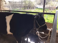 Toro, Russian Black pied cattle — foto 3