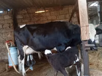 பசு, Russian Black pied cattle — புகைப்படம் 5