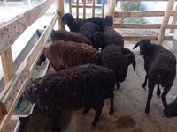 Πρόβατο, Tajik sheep — φωτογραφία 2