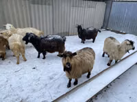 Ziege, Saanen goat — Foto 1