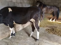 Cow, Russian Black pied cattle — photo 3