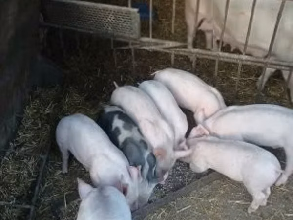 Schweine (Partie, Geschlecht nicht angegeben), Schweine — Ungarn