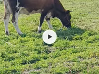 Ko, Simmental cattle — foto 5